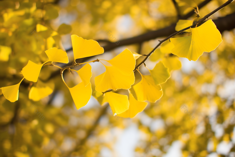 户外秋天的银杏叶黄色的主题背景图,高清,摄影图,摄影图片,图片大全,摄影图免费下载